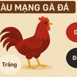 xem mao mang ga da