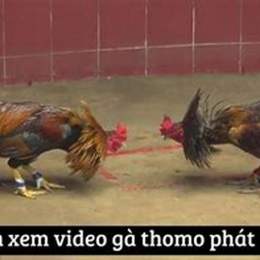 xem phát lại đá gà thomo