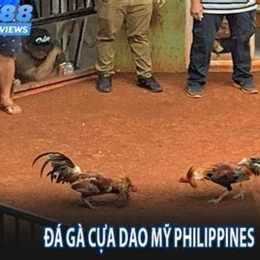 xem trực tiếp đá gà cựa dao philippines